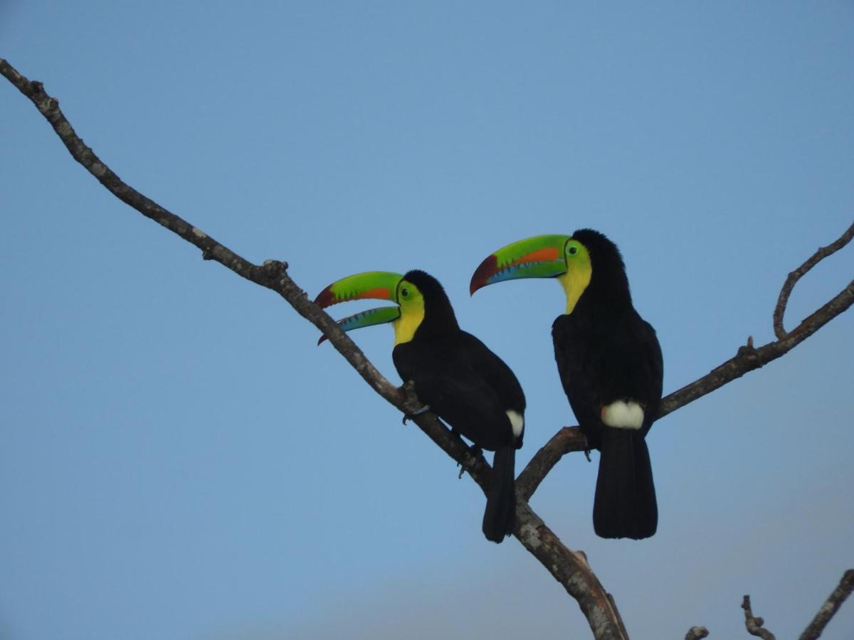 El Nido Del Tucan Βίλα Torio Εξωτερικό φωτογραφία