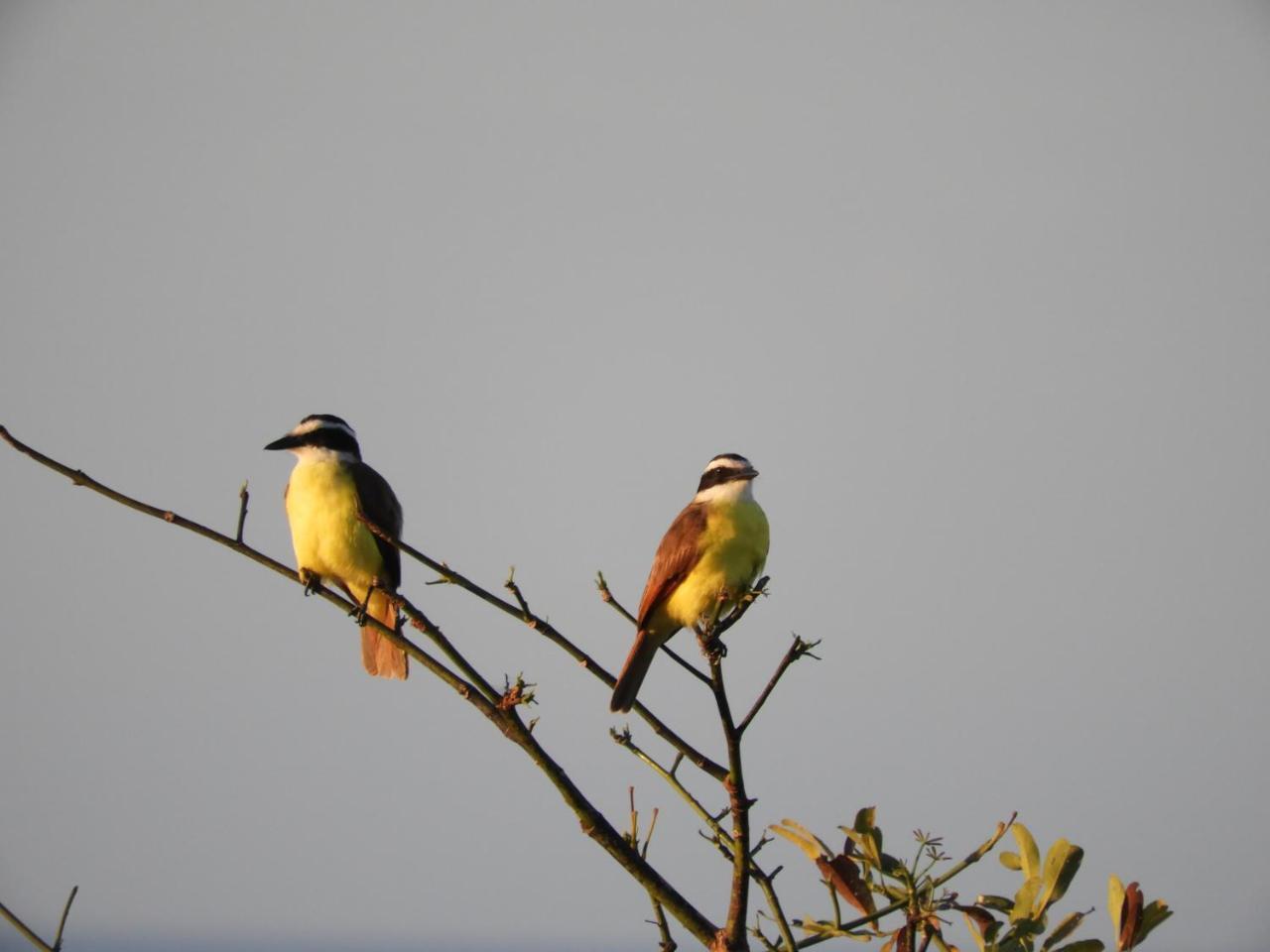 El Nido Del Tucan Βίλα Torio Εξωτερικό φωτογραφία